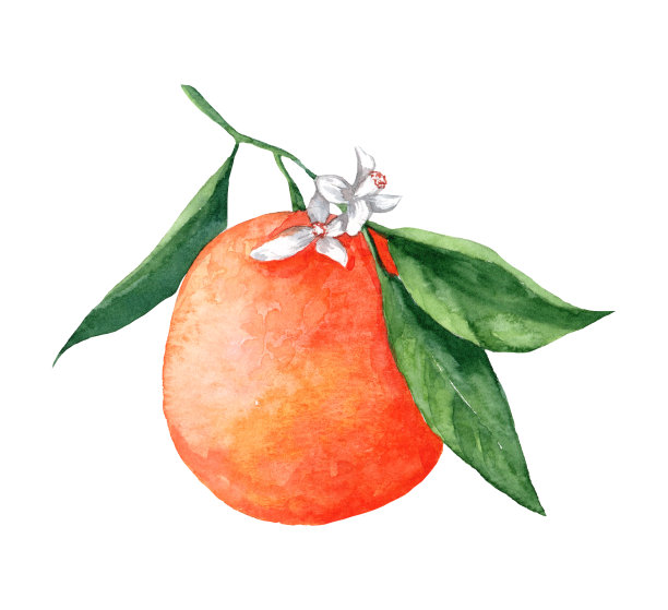 一个橙色的枝干带着绿叶，花在一个孤立的白色背景上图片下载