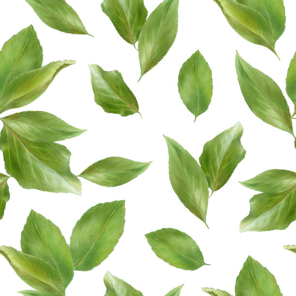 图案与绿色杏叶，水彩插图图片下载