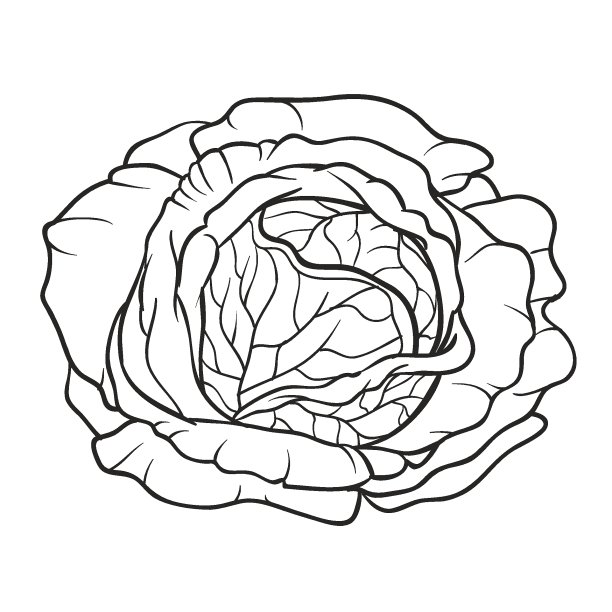 白菜头素描，彩色书，白色背景上的孤立对象，卡通插图，矢量，图片下载