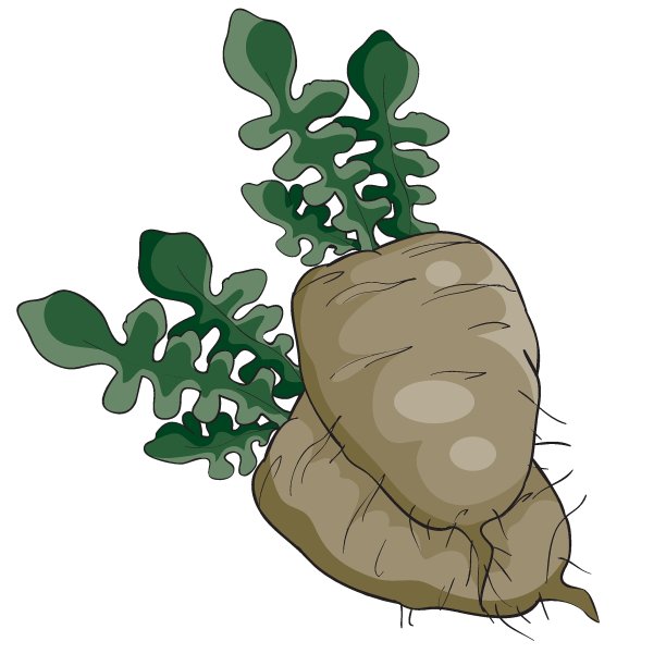 两个灰色芜菁甘蓝绿色叶子，卡通插图，白色背景上的孤立对象，矢量，图片下载