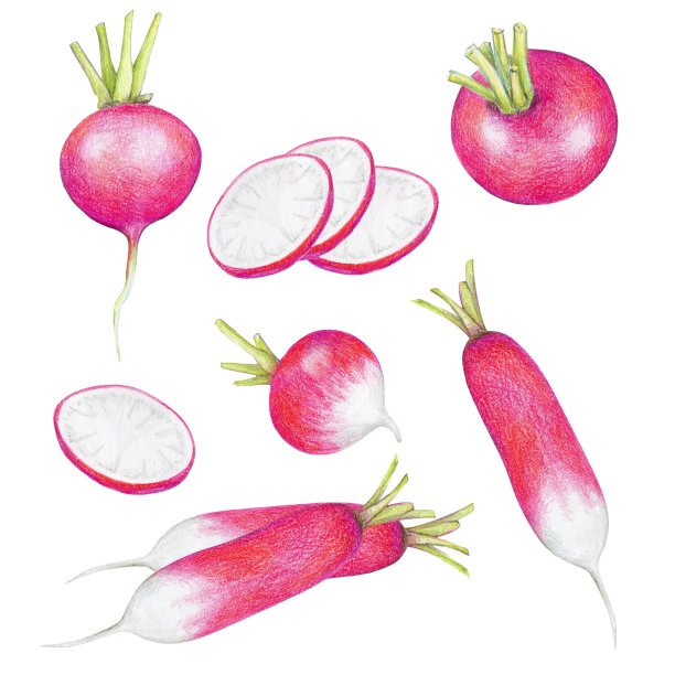 一套新鲜的萝卜水果，明信片，设计元素，彩色铅笔图片下载