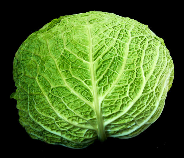 青菜躺在图片下载