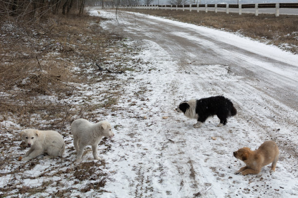 流浪的小狗在高速公路附近的雪地里吃面包。一系列关于流浪狗的照片。图片下载