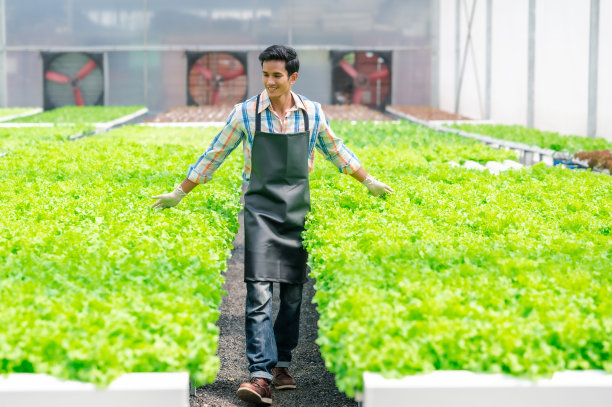 亚洲人走在水培蔬菜农场图片下载