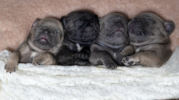 一排小狗图片下载