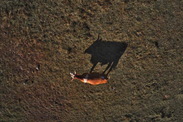 牛在牧场上吃草，在草地上投下阴影图片下载