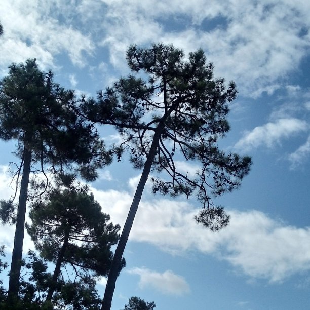 这是一张松树在阳光下从海底拍摄的照片，背景是美丽的多云的天空图片下载