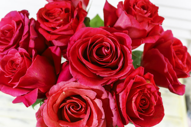 照片:红色、粉色、紫色的玫瑰图片下载