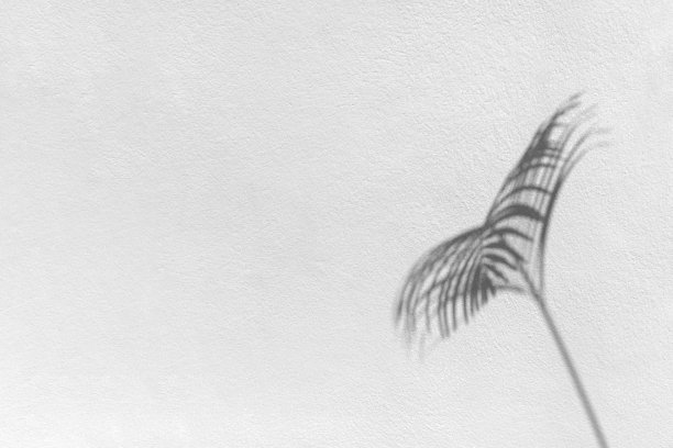 棕榈叶黑色阴影在白色纹理墙，灰色热带叶反射在光表面，抽象的植物枝叶阴影，夏季自然背景，单色自然花卉图案背景图片下载