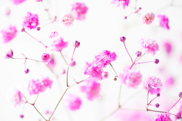 粉红色花朵的明亮特写照片。抽象的简约花背景图片下载