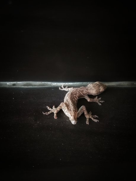 岩石上有粗糙纹理的蜥蜴，背景呈颗粒状图片下载