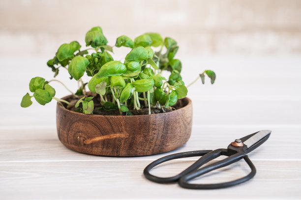 近距离拍摄罗勒种子发芽在一个木制容器与剪刀轻木桌图片下载