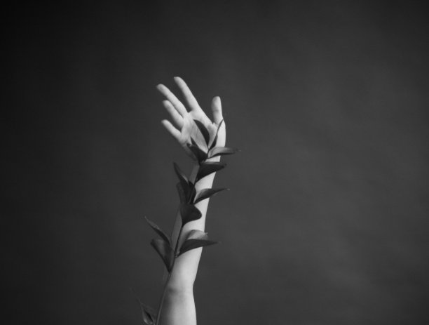 人和植物，一个女人手中的干花，一个美丽的极简框架，黑色的背景和浅色的软焦点背景图片下载