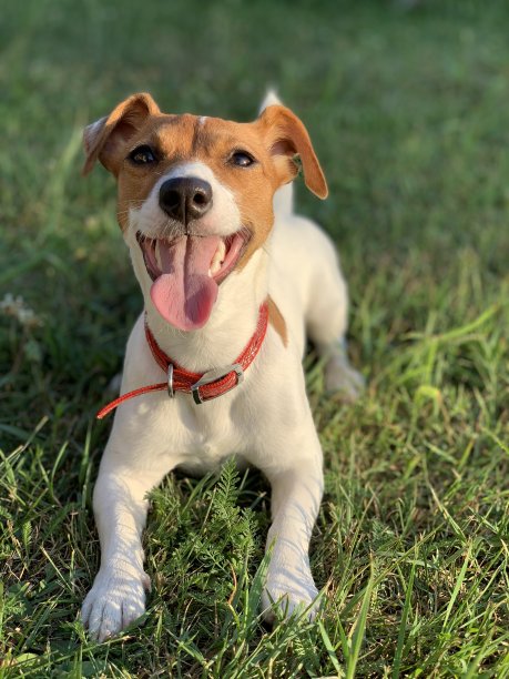 一只滑稽的杰克罗素梗耷拉着舌头躺在草地上。图片下载