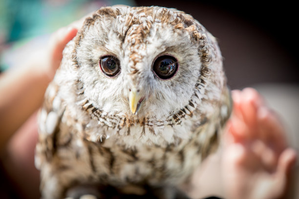 猫头鹰图片下载