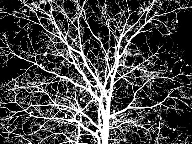 一棵胡桃树(胡桃树)漂亮的白色剪影，背景是黑色的图片下载