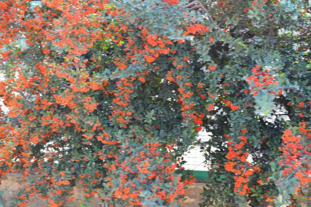 红色浆果图片下载