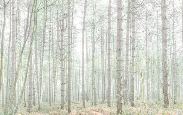 在森林里的树林里图片下载