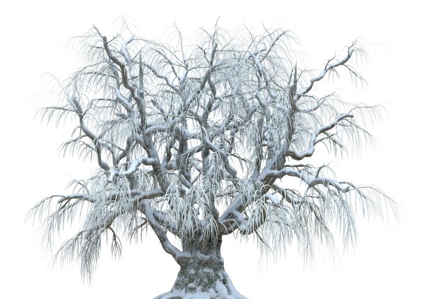 冬天的树在雪孤立在白色背景3d插图图片下载