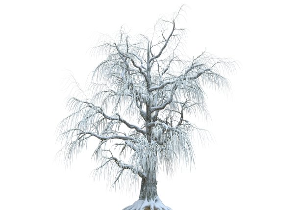 冬天的树在雪孤立在白色背景3d插图图片下载