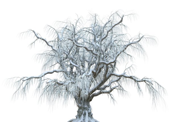 冬天的树在雪孤立在白色背景3d插图图片下载