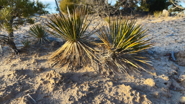 砂岩仙人掌河和沙漠元素在西部和西南部科罗拉多宏观-微观照片系列图片下载