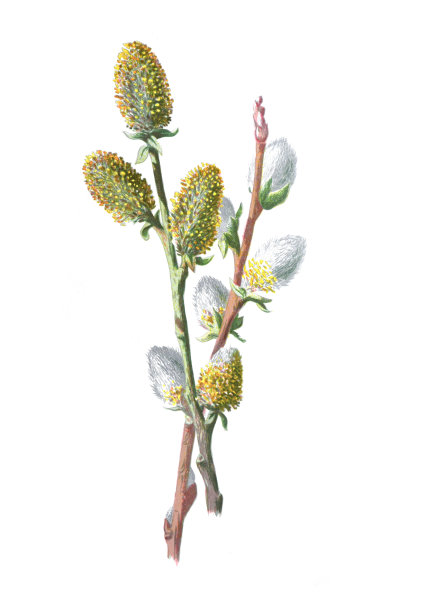 柳树，也叫黄柳和柳树，来自柳树属。古董手绘植物插画。古董花。野花插图。19世纪。图片下载