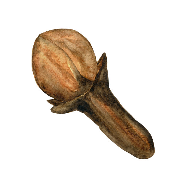 一个丁香香料孤立在白色背景上。褐色干丁香芽，烹煮、药用。气味清香的植物。有机食品水彩手绘插图。图片下载