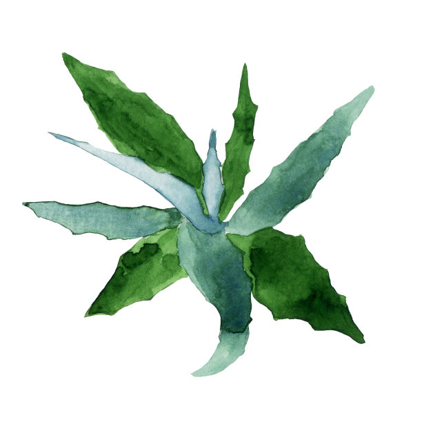 水彩手绘芦荟植物插图，俯视图。用于设计医疗厂房。完美的健康风格，印花，图标，标志。图片下载
