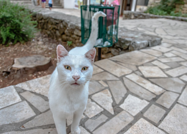 白猫锐利的眼睛图片下载