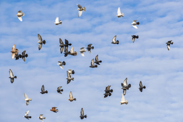 一群色彩斑斓的鸽子在蓝色多云的秋日天空中高高飞翔。图片下载