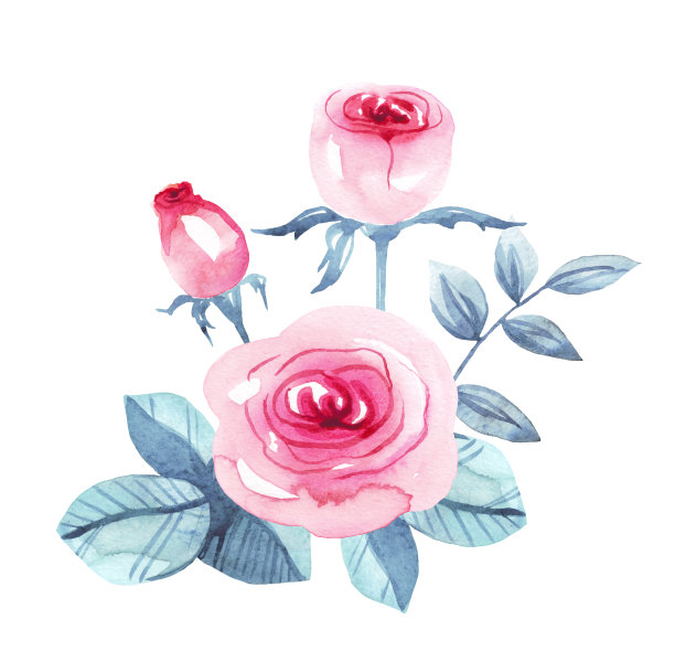 玫瑰。水彩插图。手画图片下载