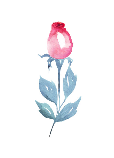 玫瑰。水彩插图。手画图片下载