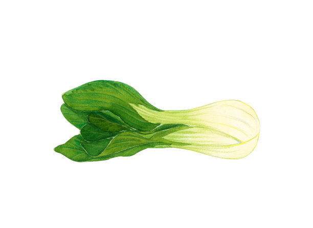 水彩手绘蔬菜，孤立在白色背景图片下载