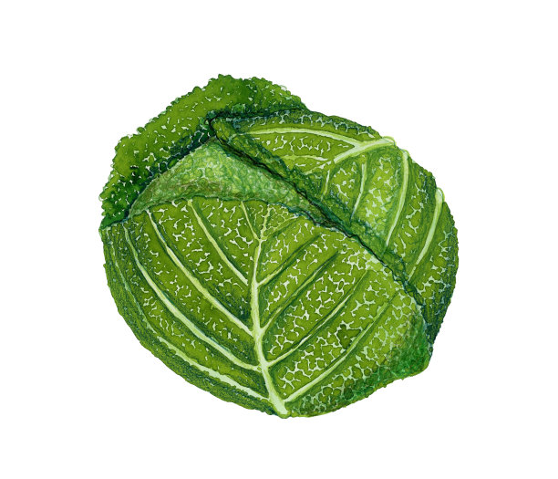 水彩手绘蔬菜，孤立在白色背景图片下载