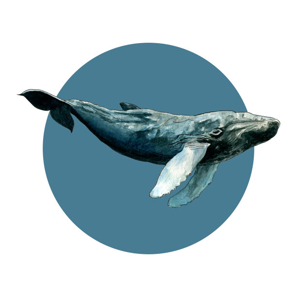 抽象颜料上的水彩鲸鱼。素描风格。设计明信片，印在包或t恤上。图片下载