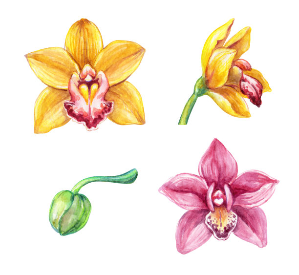 水彩植物插图，兰花花和芽，花卉设计元素设置，热带剪辑艺术孤立在白色背景图片下载