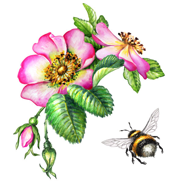 水彩植物插图，粉红色的狗玫瑰花，飞行的大黄蜂，玫瑰插花剪辑艺术，孤立的花束在白色背景图片下载