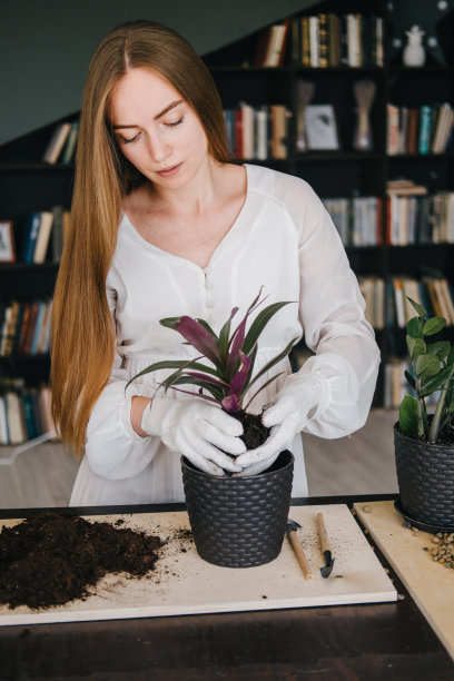 一个年轻的女孩将一株国内植物从一个花盆移植到另一个花盆。图片下载
