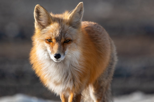 赤狐直视镜头图片下载