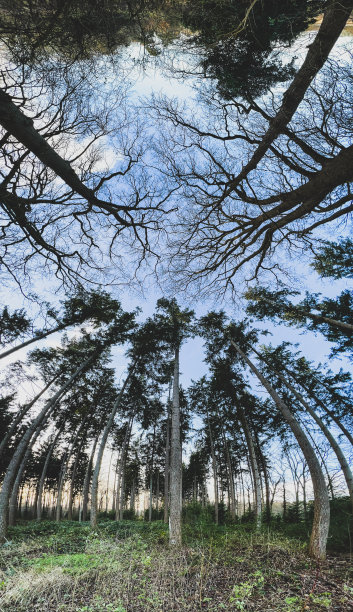 冬天看森林的树梢。图片下载