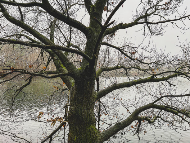 在冬天的雨天，透过树可以看到一个湖。图片下载