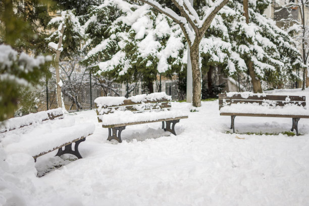 美丽的冬季公园，树木覆盖着雪图片下载