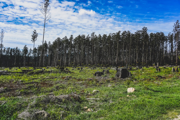 澳大利亚的一片被烧毁的森林。图片下载