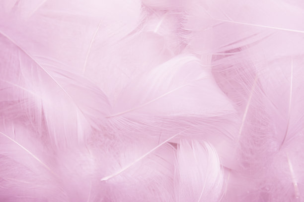 美丽的粉红色羽毛纹理背景图片下载