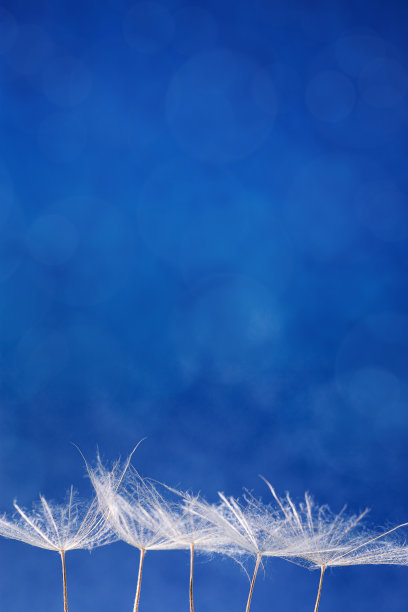 近距离放大白色蓬松的蒲公英种子头与详细的花边图案，蓝色背景上的自然纹理花。抽象的自然绚丽的背景图片下载