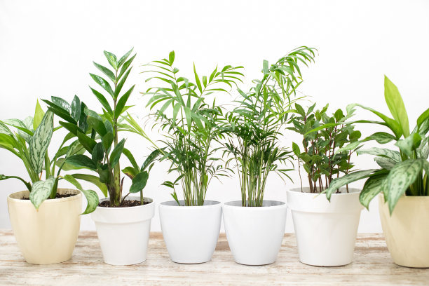 室内盆栽在一个时髦的室内房间在家里的花盆。家庭园艺的概念。舒适的装饰为一个家庭与家庭丛林。绿色的花园。图片下载