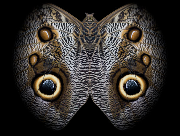 猫头鹰蝴蝶底面数字镜像结果土著面具人物图片下载