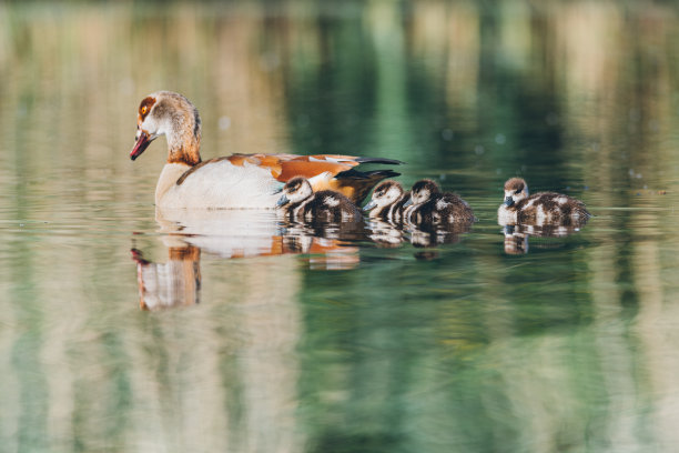 母埃及鹅和她的孩子在水里游泳，荷兰自然照片图片下载
