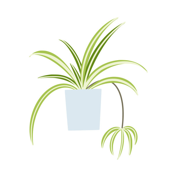 花盆中的蜘蛛植物。平手绘叶吊兰室内植物现代办公室或家庭装饰插图。图片下载